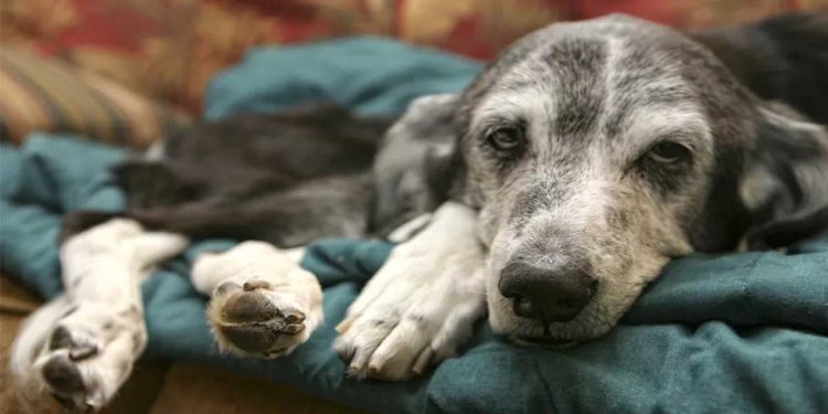 Köpek Gribi Enfeksiyonu (Canine Influenza)