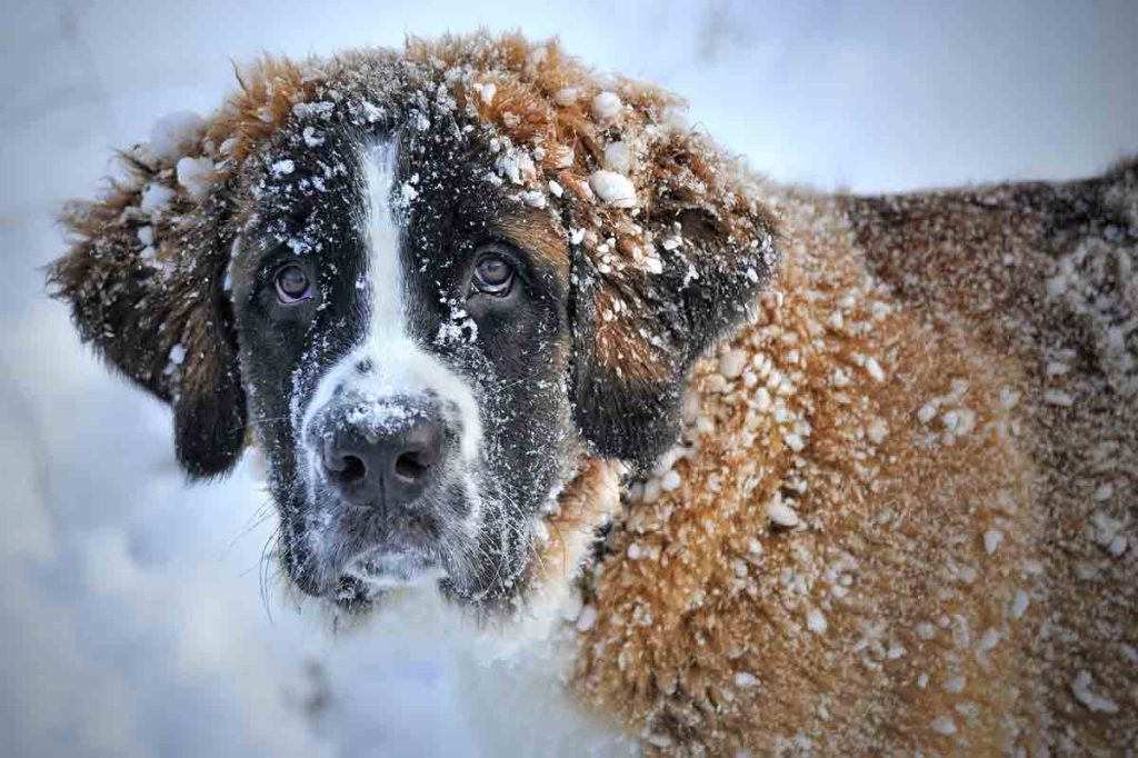 Köpeklerde Hipotermi (Vücut Isısının Düşmesi)