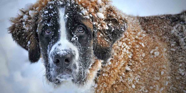 Köpeklerde Hipotermi (Vücut Isısının Düşmesi)