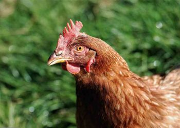 Tavuklarda Heterakis Gallinae Enfestasyonu (Küçük Solucanlar)