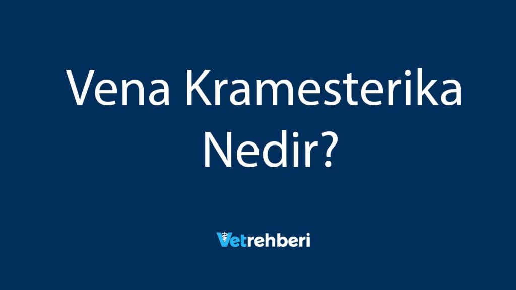 Vena Kramesterika Nedir?