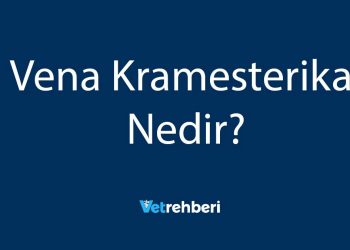 Vena Kramesterika Nedir?