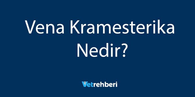 Vena Kramesterika Nedir?