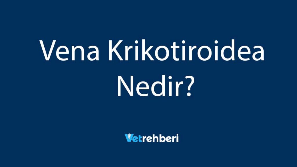 Vena Krikotiroidea Nedir?