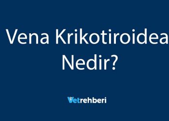 Vena Krikotiroidea Nedir?