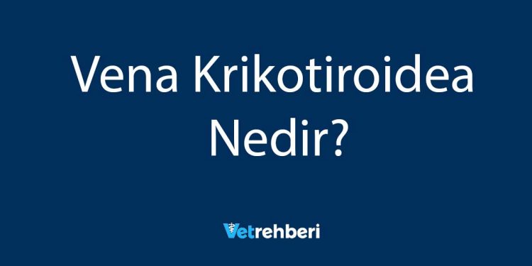 Vena Krikotiroidea Nedir?