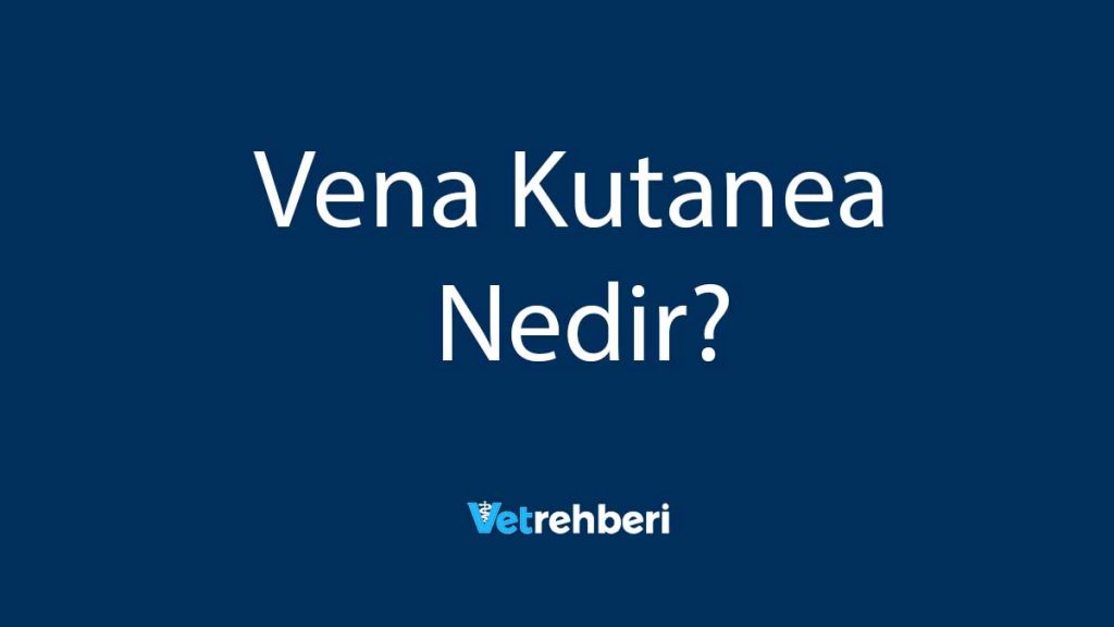 Vena Kutanea Nedir?