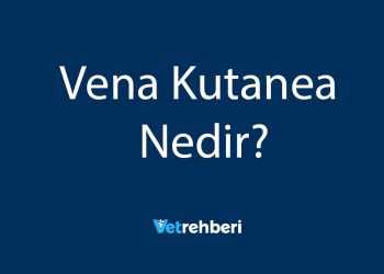 Vena Kutanea Nedir?