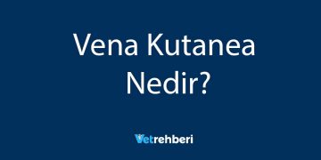 Vena Kutanea Nedir?