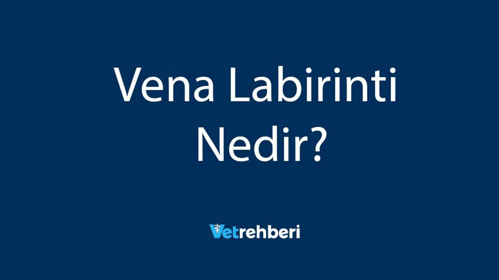 Vena Labirinti Nedir?