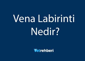 Vena Labirinti Nedir?