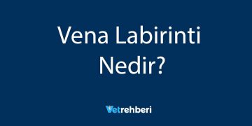 Vena Labirinti Nedir?