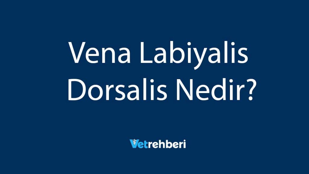 Vena Labiyalis Dorsalis Nedir?