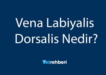Vena Labiyalis Dorsalis Nedir?