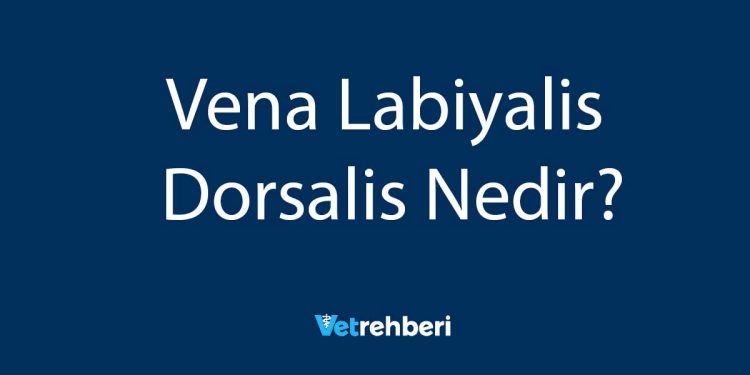 Vena Labiyalis Dorsalis Nedir?