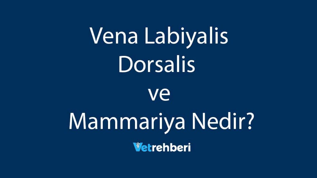 Vena Labiyalis Dorsalis ve Mammariya Nedir?