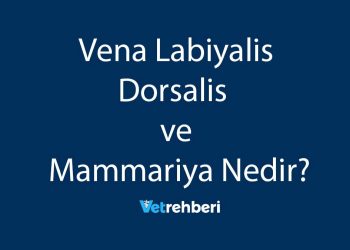 Vena Labiyalis Dorsalis ve Mammariya Nedir?