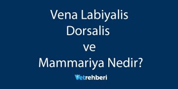 Vena Labiyalis Dorsalis ve Mammariya Nedir?