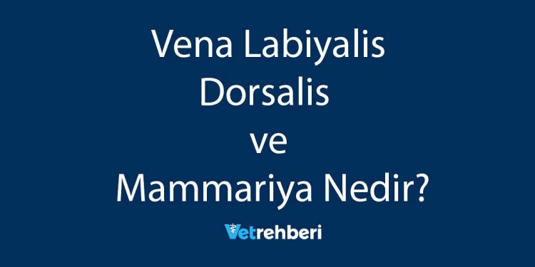 Vena Labiyalis Dorsalis ve Mammariya Nedir?