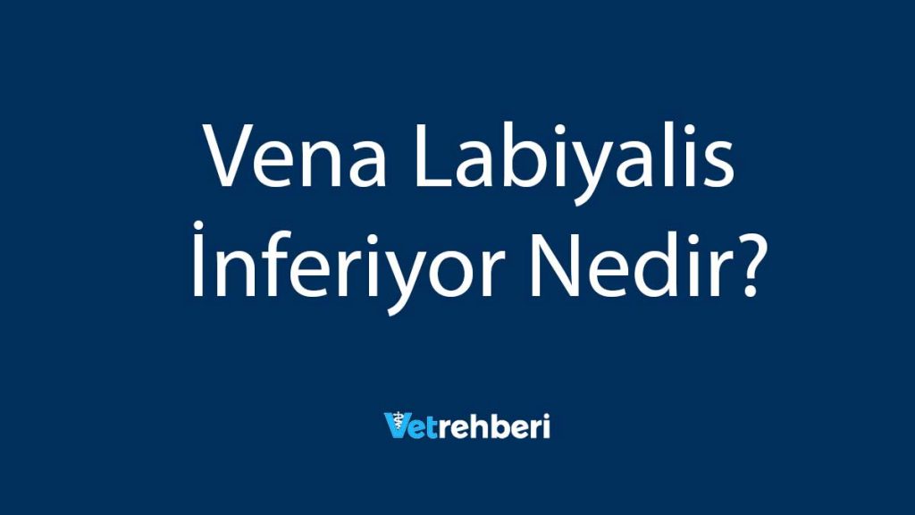 Vena Labiyalis İnferiyor Nedir?