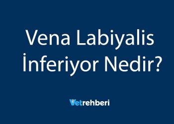 Vena Labiyalis İnferiyor Nedir?