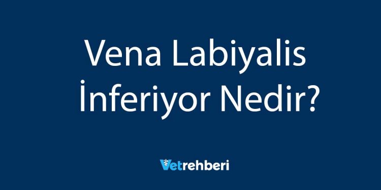 Vena Labiyalis İnferiyor Nedir?