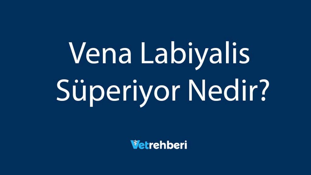 Vena Labiyalis Süperiyor Nedir?