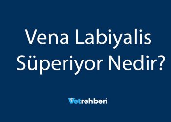 Vena Labiyalis Süperiyor Nedir?