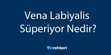Vena Labiyalis Süperiyor Nedir?
