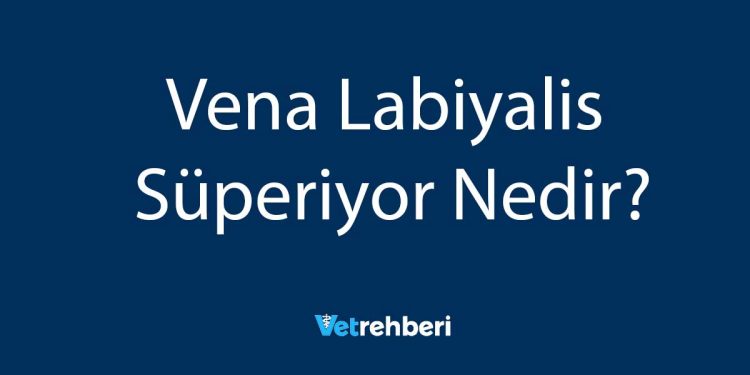 Vena Labiyalis Süperiyor Nedir?