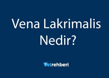 Vena Lakrimalis Nedir?