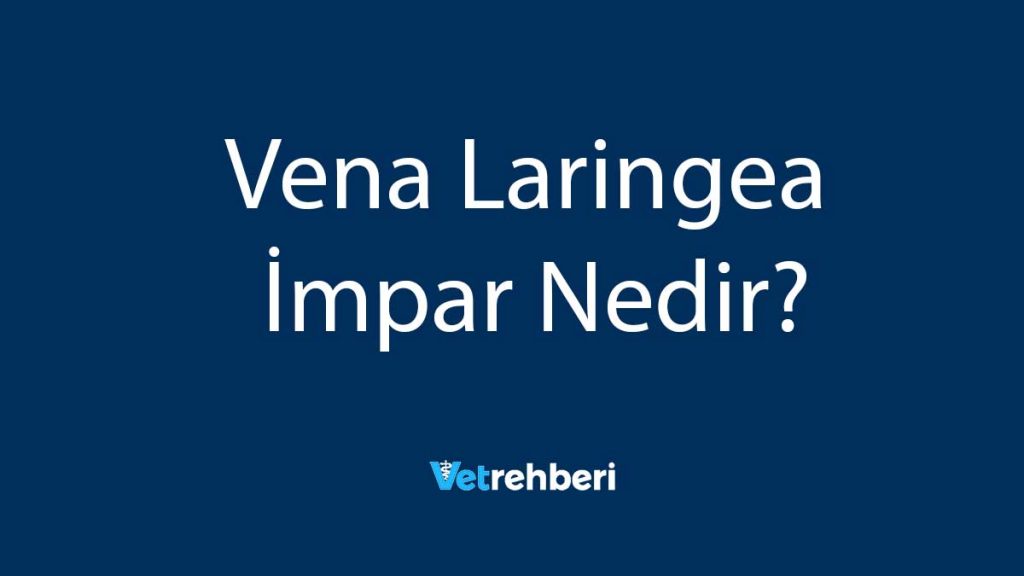 Vena Laringea İmpar Nedir?