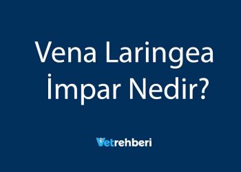 Vena Laringea İmpar Nedir?