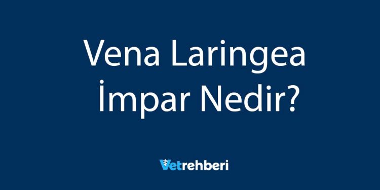 Vena Laringea İmpar Nedir?