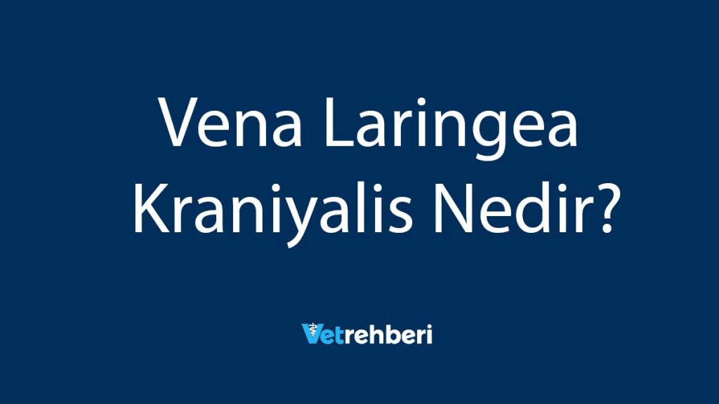 Vena Laringea Kraniyalis Nedir?