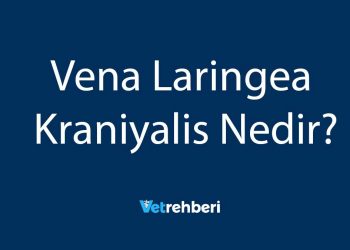 Vena Laringea Kraniyalis Nedir?