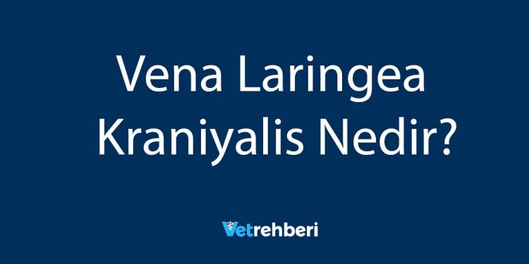 Vena Laringea Kraniyalis Nedir?