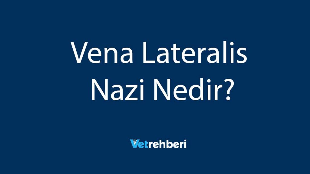 Vena Lateralis Nazi Nedir?