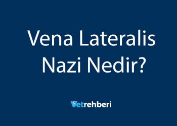 Vena Lateralis Nazi Nedir?