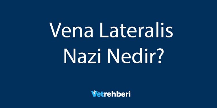 Vena Lateralis Nazi Nedir?