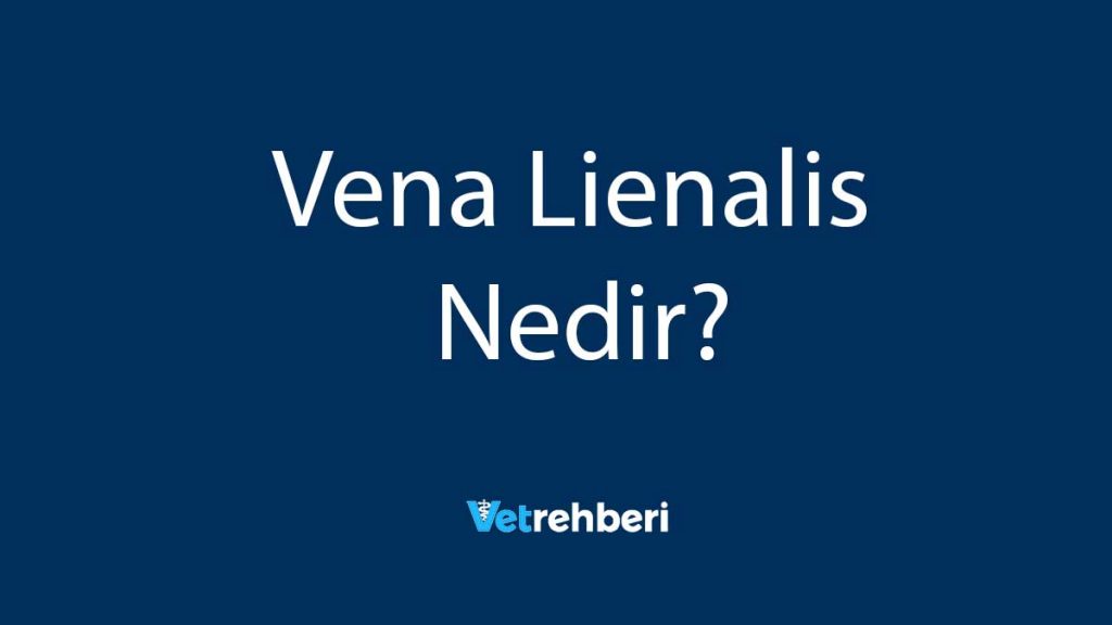 Vena Lienalis Nedir?