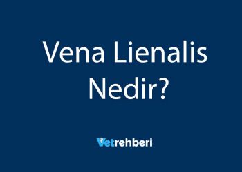 Vena Lienalis Nedir?