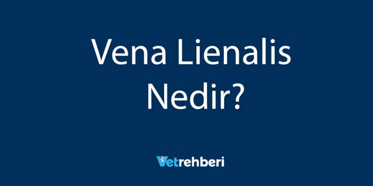 Vena Lienalis Nedir?