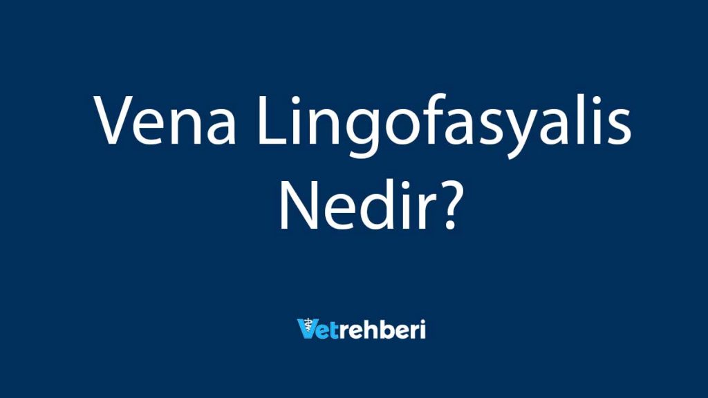 Vena Lingofasyalis Nedir?