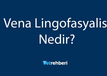 Vena Lingofasyalis Nedir?