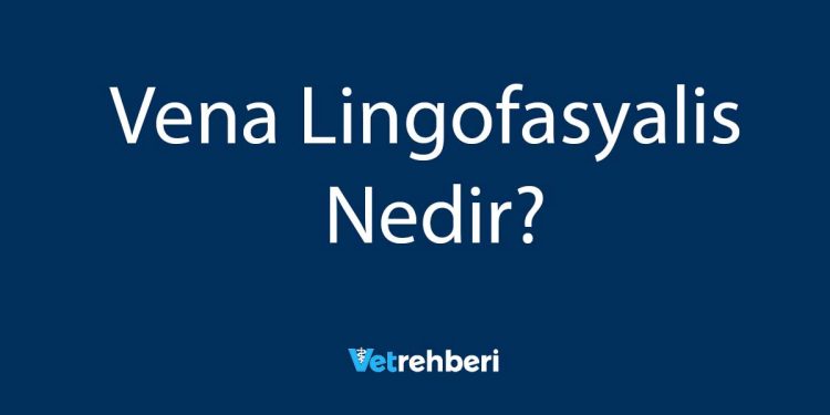 Vena Lingofasyalis Nedir?