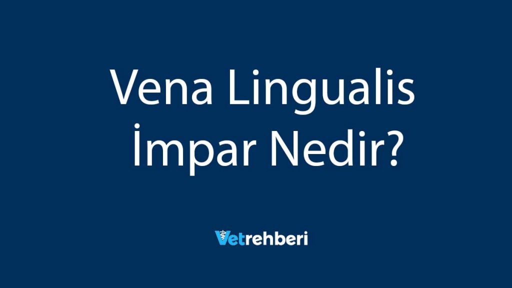 Vena Lingualis İmpar Nedir?