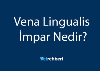 Vena Lingualis İmpar Nedir?