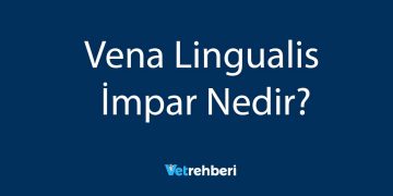 Vena Lingualis İmpar Nedir?