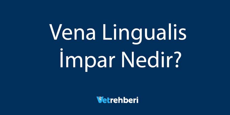 Vena Lingualis İmpar Nedir?